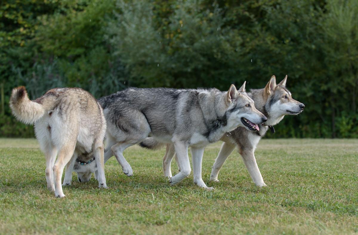 Hundegruppe