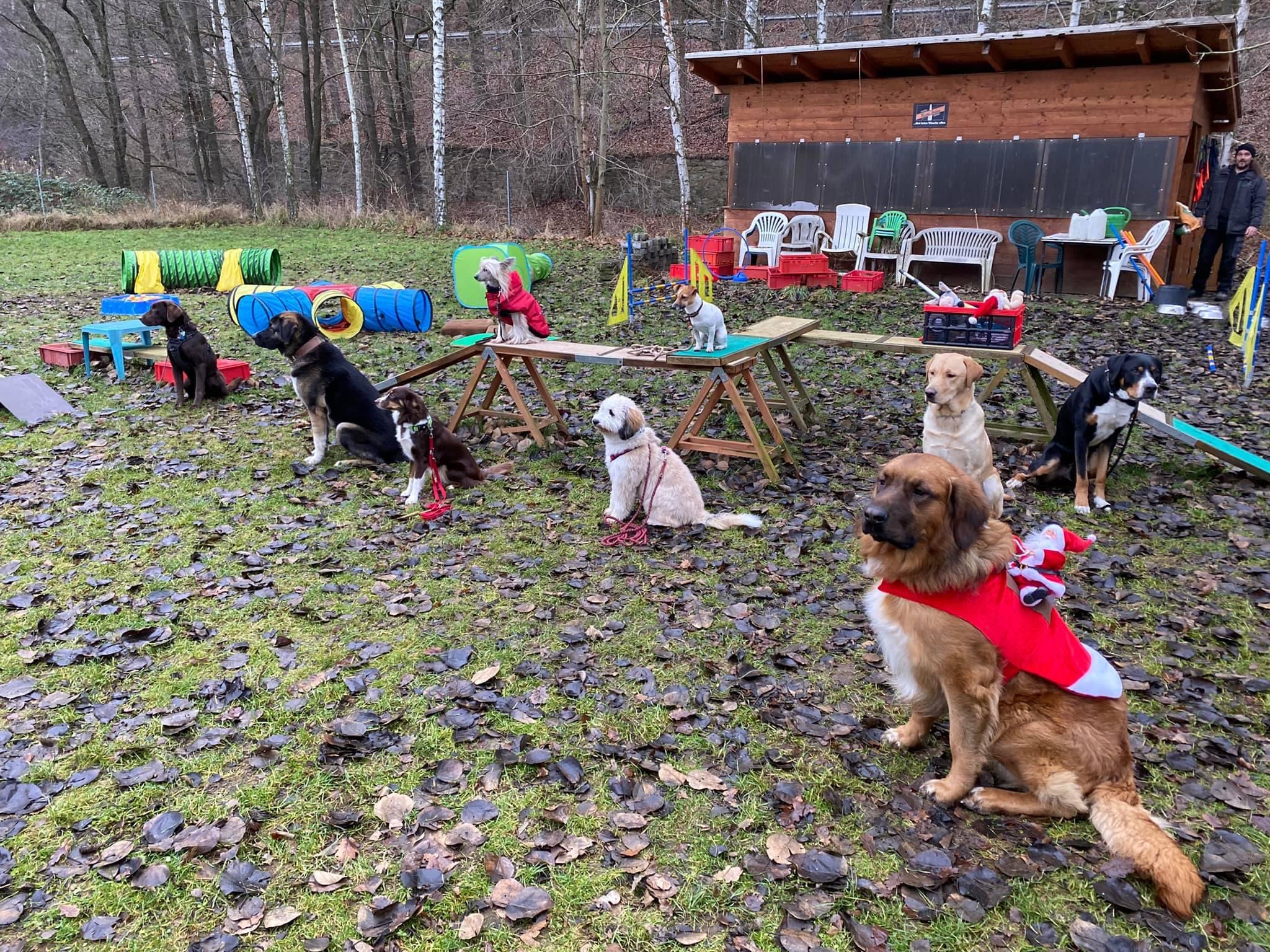 Hundegruppe auf dem Hundeplatz